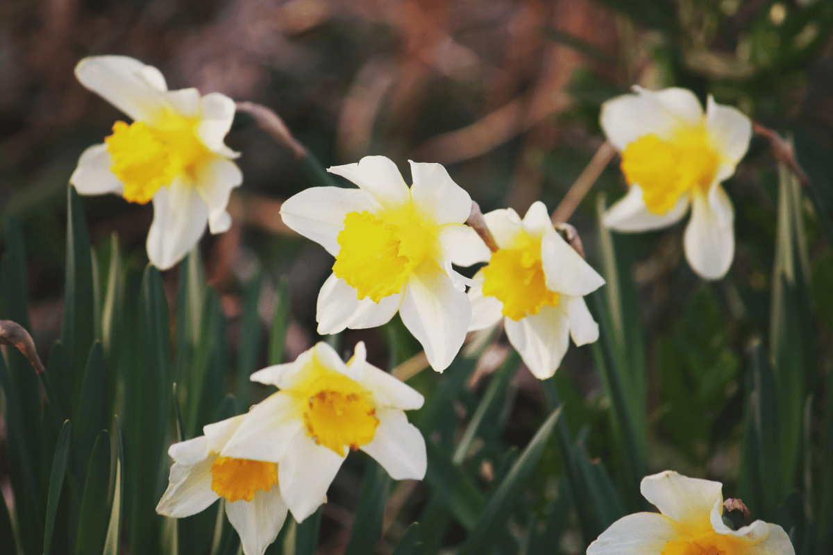 Tazetta daffodils.png